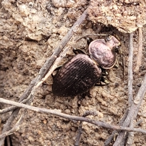 Adelium pustulosum at Bombala, NSW - 27 Sep 2023 02:03 PM