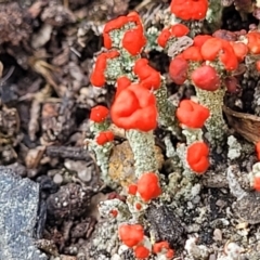 Cladonia sp. (genus) (Cup Lichen) at Endeavour Reserve (Bombala) - 27 Sep 2023 by trevorpreston