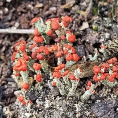 Cladonia sp. (genus) at Bombala, NSW - 27 Sep 2023