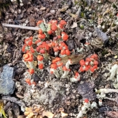 Cladonia sp. (genus) at Bombala, NSW - 27 Sep 2023