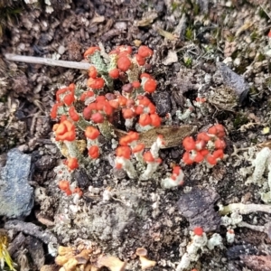 Cladonia sp. (genus) at Bombala, NSW - 27 Sep 2023