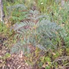 Pteridium esculentum (Bracken) at Endeavour Reserve (Bombala) - 27 Sep 2023 by trevorpreston