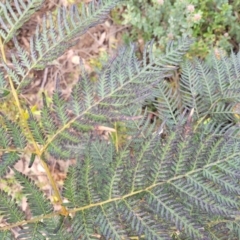 Pteridium esculentum at Bombala, NSW - 27 Sep 2023