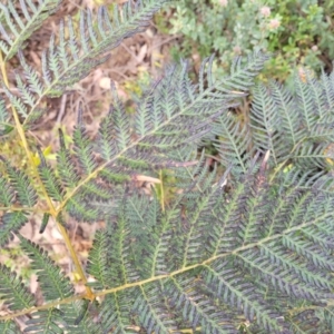 Pteridium esculentum at Bombala, NSW - 27 Sep 2023 01:55 PM