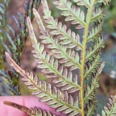 Pteridium esculentum at Bombala, NSW - 27 Sep 2023