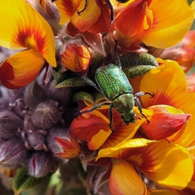 Diphucephala elegans (Green scarab beetle) at Endeavour Reserve (Bombala) - 27 Sep 2023 by trevorpreston