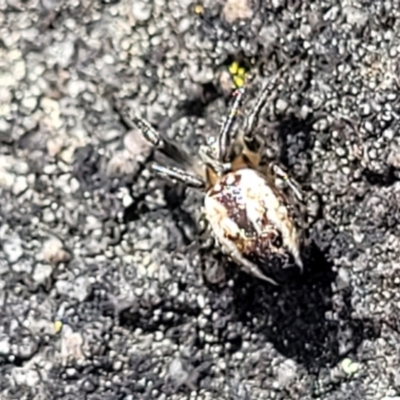 Plebs bradleyi (Enamelled spider) at Bombala, NSW - 27 Sep 2023 by trevorpreston