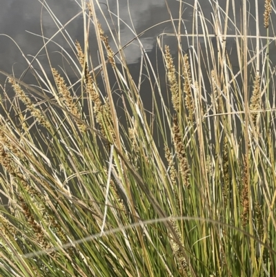 Carex appressa (Tall Sedge) at Collector, NSW - 27 Sep 2023 by JaneR