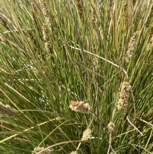 Carex appressa at Collector, NSW - 27 Sep 2023