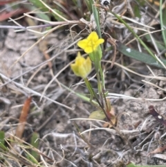 Cicendia quadrangularis (Oregon Timwort) at Collector, NSW - 27 Sep 2023 by JaneR