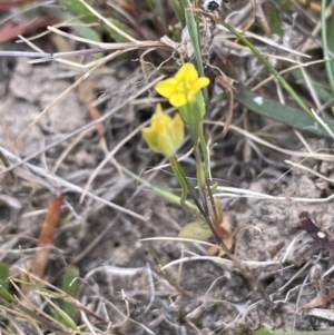 Cicendia quadrangularis at Collector, NSW - 27 Sep 2023