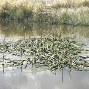 Cycnogeton procerum at Collector, NSW - 27 Sep 2023