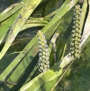 Cycnogeton procerum at Collector, NSW - 27 Sep 2023