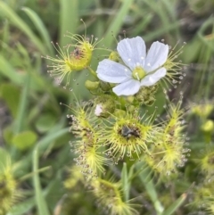 Drosera gunniana (Pale Sundew) at Collector, NSW - 27 Sep 2023 by JaneR