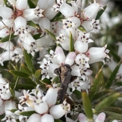 Lissanthe strigosa subsp. subulata (Peach Heath) at Collector, NSW - 27 Sep 2023 by JaneR