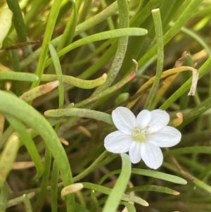 Montia australasica at Collector, NSW - 27 Sep 2023