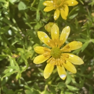 Ranunculus papulentus at Collector, NSW - 27 Sep 2023 11:30 AM