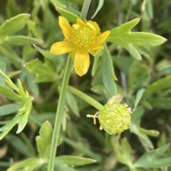 Ranunculus papulentus at Collector, NSW - 27 Sep 2023 11:30 AM