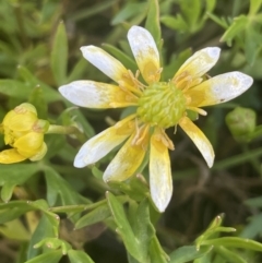 Ranunculus papulentus at Collector, NSW - 27 Sep 2023 11:30 AM