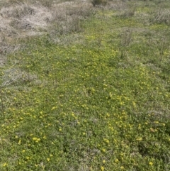 Ranunculus papulentus at Collector, NSW - 27 Sep 2023 11:30 AM