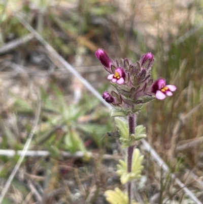 Parentucellia latifolia (Red Bartsia) at Collector, NSW - 27 Sep 2023 by JaneR