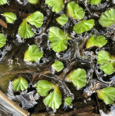 Ricciocarpos natans (Floating Liverwort) at Collector, NSW - 27 Sep 2023 by JaneR