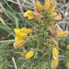 Ulex europaeus (Gorse) at Collector, NSW - 27 Sep 2023 by JaneR