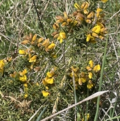 Ulex europaeus at Collector, NSW - 27 Sep 2023 11:44 AM