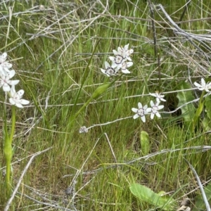 Wurmbea dioica subsp. dioica at Collector, NSW - 27 Sep 2023