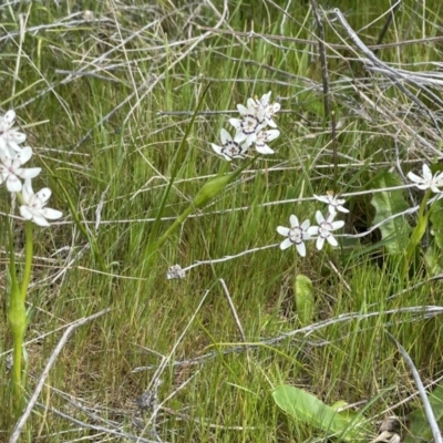 Wurmbea dioica subsp. dioica (Early Nancy) at Collector, NSW - 27 Sep 2023 by JaneR