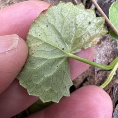 Centella asiatica (Pennywort, Centella, Indian Pennywort) at Kangaroo Valley, NSW - 27 Sep 2023 by lbradley