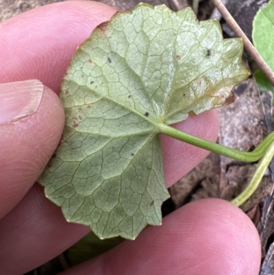Centella asiatica (Pennywort, Centella, Indian Pennywort) at Kangaroo Valley, NSW - 27 Sep 2023 by lbradley