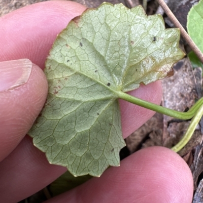 Centella asiatica (Pennywort, Centella, Indian Pennywort) at Kangaroo Valley, NSW - 27 Sep 2023 by lbradleyKV