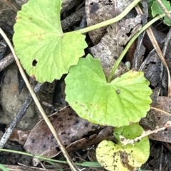 Centella asiatica at Kangaroo Valley, NSW - suppressed