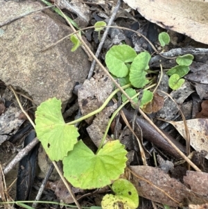 Centella asiatica at Kangaroo Valley, NSW - suppressed