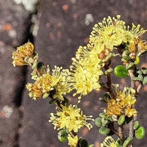 Phebalium squamulosum subsp. ozothamnoides at Bombala, NSW - 27 Sep 2023