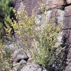Phebalium squamulosum subsp. ozothamnoides at Bombala, NSW - 27 Sep 2023