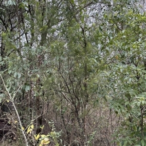 Exocarpos cupressiformis at Kangaroo Valley, NSW - 28 Sep 2023