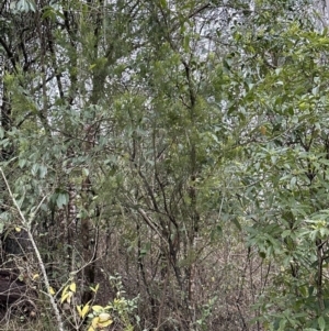 Exocarpos cupressiformis at Kangaroo Valley, NSW - suppressed