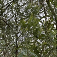Exocarpos cupressiformis at Kangaroo Valley, NSW - suppressed