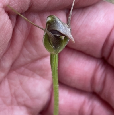 Pterostylis pedunculata (Maroonhood) at Brindabella National Park - 27 Sep 2023 by milliekss