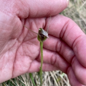 Pterostylis pedunculata at Uriarra, NSW - suppressed