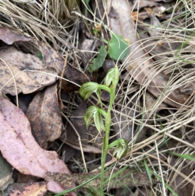 Bunochilus montanus (ACT) = Pterostylis jonesii (NSW) (Montane Leafy Greenhood) at Uriarra, NSW - 27 Sep 2023 by milliekss