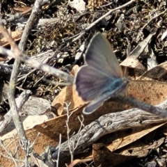 Erina sp. (genus) (A dusky blue butterfly) at Bombala, NSW - 27 Sep 2023 by trevorpreston