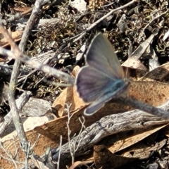 Erina sp. (genus) (A dusky blue butterfly) at Bombala, NSW - 27 Sep 2023 by trevorpreston