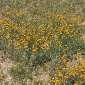 Chrysocephalum apiculatum at Collector, NSW - 20 Nov 2020