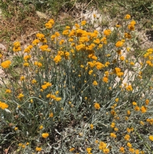 Chrysocephalum apiculatum at Collector, NSW - 20 Nov 2020