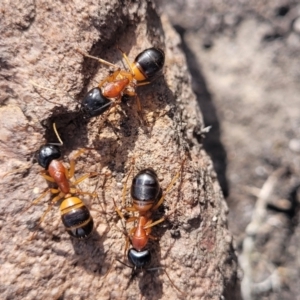 Camponotus consobrinus at Bombala, NSW - 27 Sep 2023
