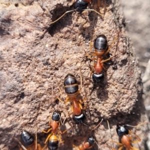 Camponotus consobrinus at Bombala, NSW - 27 Sep 2023 01:34 PM