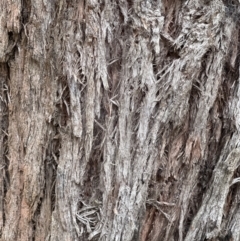 Eucalyptus eugenioides at Kangaroo Valley, NSW - suppressed